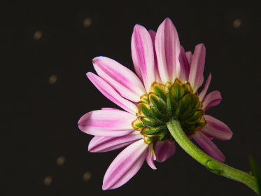 久草影院久草网欧美影院