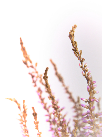 为母亲的朋友精心挑选的生日礼物推荐