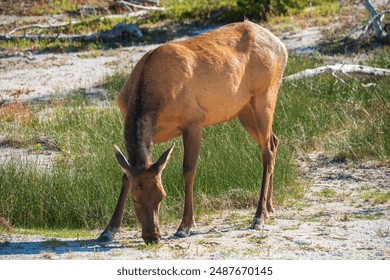 探索mimiyanjiusuo5：揭示其背后的秘密与魅力