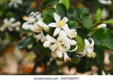 探索蘑菇视频官网APP：畅享精彩视频内容的最佳选择